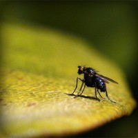 /album/dachornkeetu/photolia-a07-jpg/
