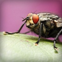 /album/dachornkeetu/photolia-a08-jpg/